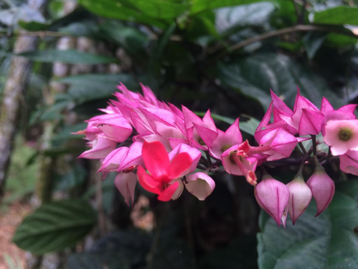Hacienda Herrera Tambopata プエルト・マルドナード エクステリア 写真
